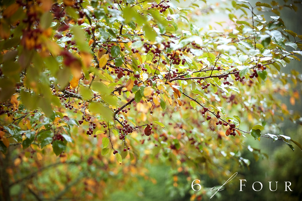 Old_Edwards_Inn_Highlands_North_Carolina_Wedding_fall_tree_rain