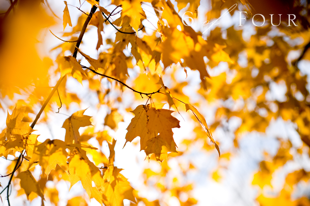 blog11-12ParkerSlideshow-103103